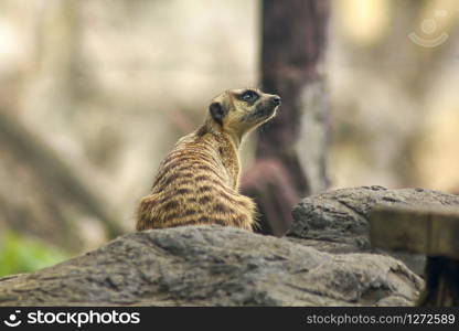 Suricata suricatta looking at something and A mammal Small size