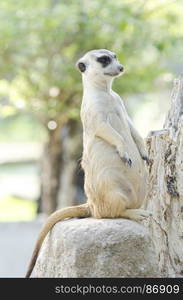 Suricata suricatta meerkat