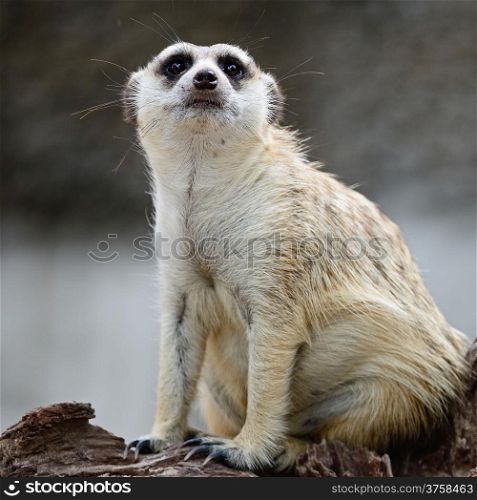 Suricate or Meerkat (Suricata suricatta), sitting on the log