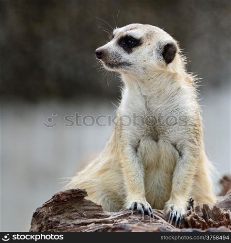 Suricate or Meerkat (Suricata suricatta), sitting on the log