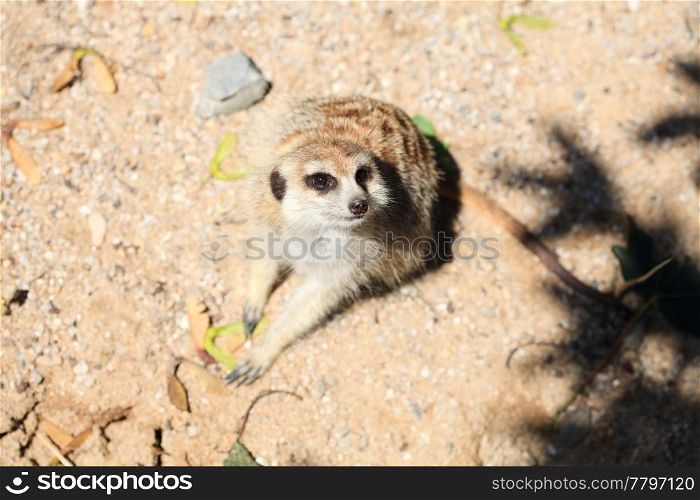 surikata sitting on the sand
