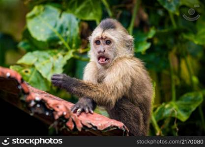 Surprised portrait of capuchin wild monkey sitting on tree in jungle. Surprised portrait of capuchin wild monkey sitting on tree