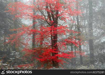 Surreal alternate color fantasy Autumn Fall forest landscape conceptual image