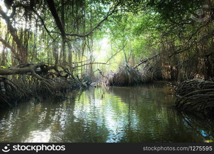 Surreal beauty of jungle landscape with tropical river and mangrove rain forest lit by sun. Sri Lanka nature and travel destinations