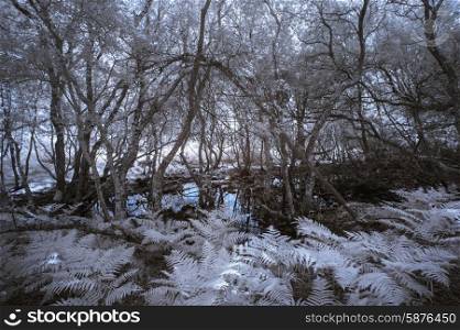 Surreal haunting infrared forest landscape with false color