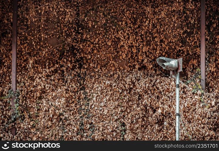 Surveillance camera in fron wall with Ivy covered in the park. The concept of surveillance and visual inspection that has been developed, No focus, specifically.