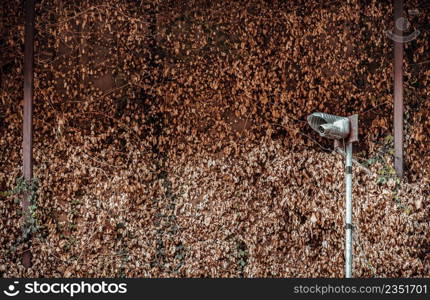 Surveillance camera in fron wall with Ivy covered in the park. The concept of surveillance and visual inspection that has been developed, No focus, specifically.