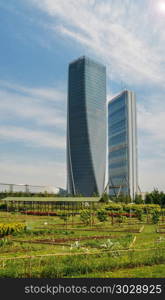 Sustainability concept of locally grown organic food in a modern downtown district with two glass skyscrapers and blue sky with copy space - captured in Milan, Lombardy, Italy.. Sustainability concept of locally grown organic food in a modern downtown district with two glass skyscrapers and blue sky with copy space - captured in Milan, Lombardy, Italy