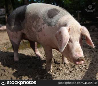 Swabian Pig, German Breed