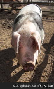 Swabian Pig, German Breed