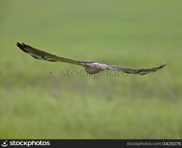 Swainson Hawk in Flight close up Canada