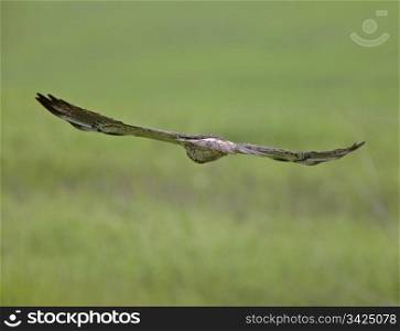 Swainson Hawk in Flight close up Canada
