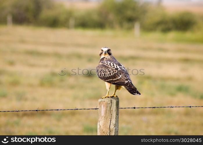 Swainson Hawk Saskatchewan farm on a post. Swainson Hawk Saskatchewan