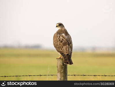 Swainson Hawk Saskatchewan farm on a post. Swainson Hawk Saskatchewan