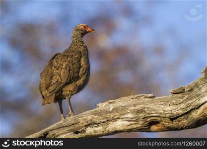 Swainson&rsquo;s Spurfowl in Kruger National park, South Africa ; Specie Pternistis swainsonii family of Phasianidae. Swainson&rsquo;s Spurfowl in Kruger National park, South Africa