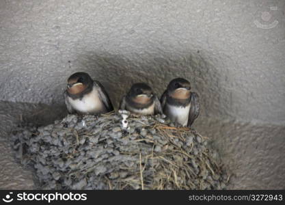 Swallow nest