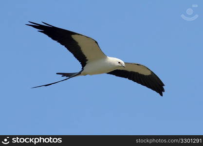 Swallow-tailed Kite