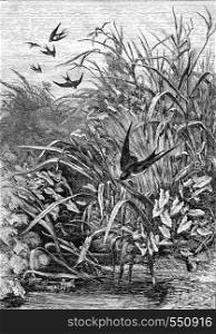 Swallow, vintage engraved illustration. Magasin Pittoresque 1867.