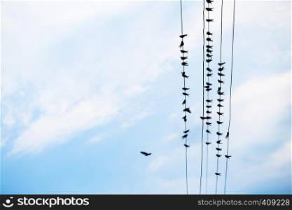 swallows are sitting on wires against the blue sky