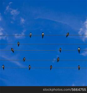 Swallows sitting on wires over summer blue sky like notes on the stave