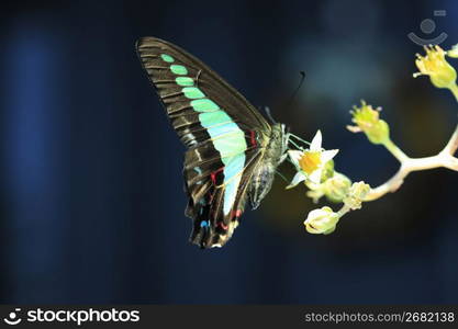 Swallowtail butterfly