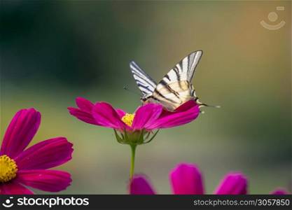 Swallowtail butterfly feeding on a Cosmos flower at Bergamo in Italy