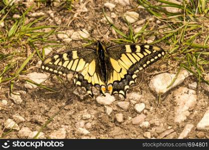 swallowtail butterfly in spring in Germany