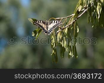 Swallowtail butterfly on a branch