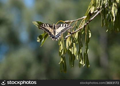 Swallowtail butterfly on a branch