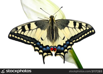 Swallowtail butterfly on a flower Spathiphyllum on a white background, isolated.
