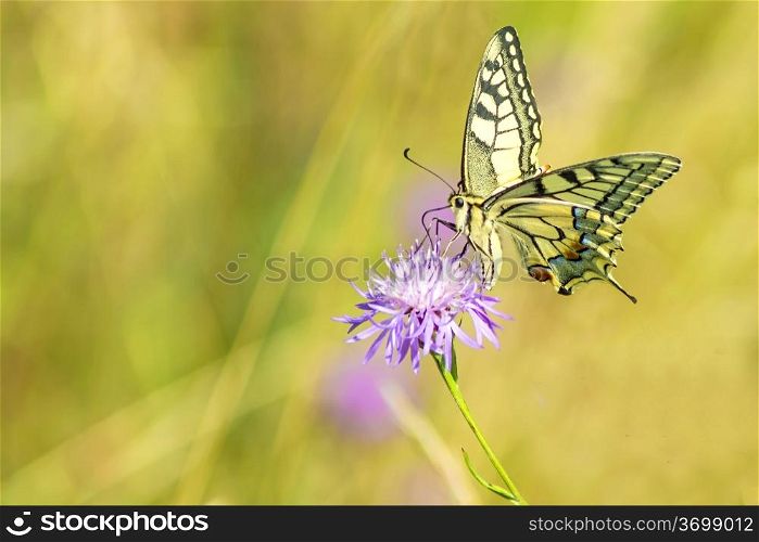 swallowtail butterfly, Papilio machaon