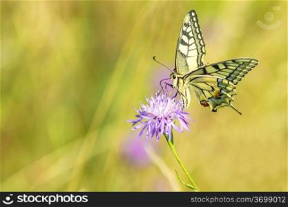 swallowtail butterfly, Papilio machaon