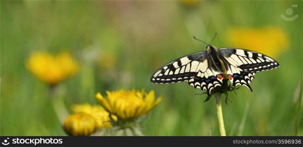 Swallowtail butterfly (Papilio machaon) sitting on a dandelion