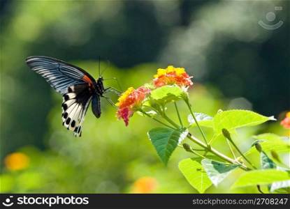 Swallowtail butterfly (Papilio memnon heronus Fruhstorfer, Papilionidae), Asia