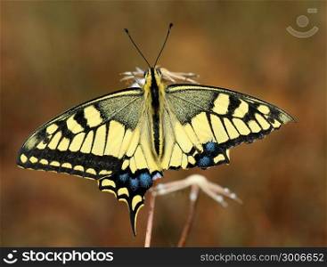 Swallowtail butterfly with a damaged wing sits on a dry plant