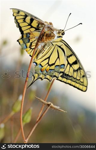 Swallowtail butterfly with a damaged wing sits on a dry plant, bottom view