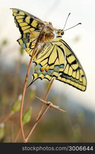 Swallowtail butterfly with a damaged wing sits on a dry plant, bottom view