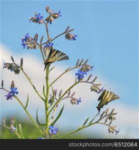 Swallowtail Butterlflies on spring flower. Swallowtail Butterlflies