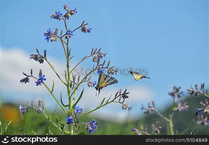 Swallowtail Butterlflies on spring flower. Swallowtail Butterlflies on flower