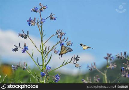 Swallowtail Butterlflies on spring flower. Swallowtail Butterlflies on flower