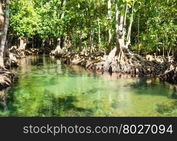 Swamp forest with root and flow water in Krabi Thailand. Tha pom mangrove forest