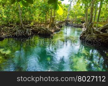 Swamp forest with root and flow water in Krabi Thailand. Tha pom mangrove forest