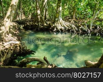 Swamp forest with root and flow water in Krabi Thailand. Tha pom mangrove forest