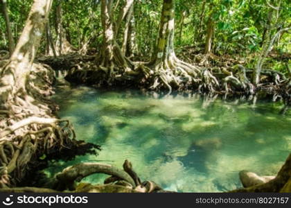 Swamp forest with root and flow water in Krabi Thailand. Tha pom mangrove forest