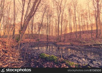 Swamp in a forest at sunrise in the autumn