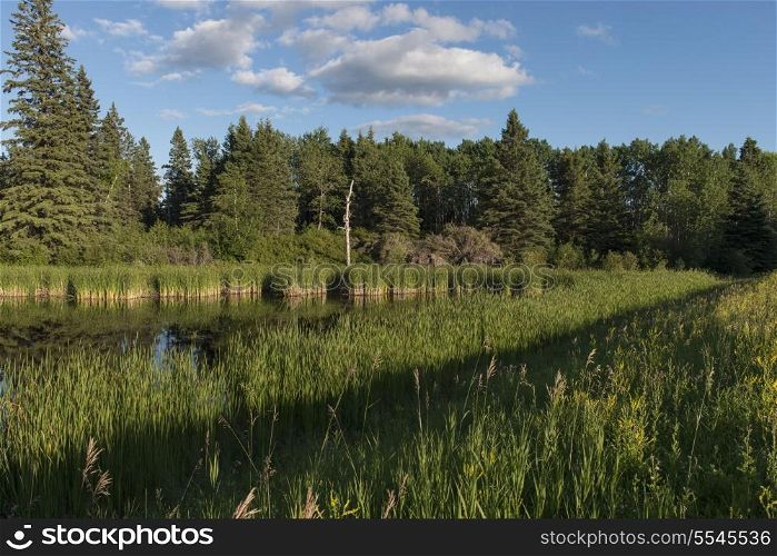 Swamp in a Marsh, Lake Audy Campground, Riding Mountain National Park, Manitoba, Canada