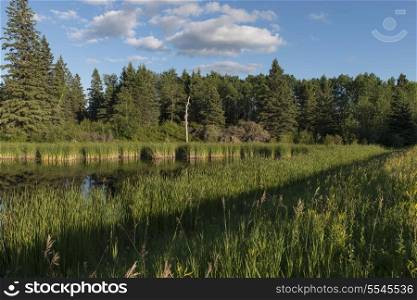 Swamp in a Marsh, Lake Audy Campground, Riding Mountain National Park, Manitoba, Canada