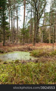 swamp landscape, bog forest with standing water. Autumn landscape