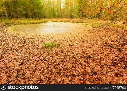 swamp landscape, bog forest with standing water. Autumn landscape