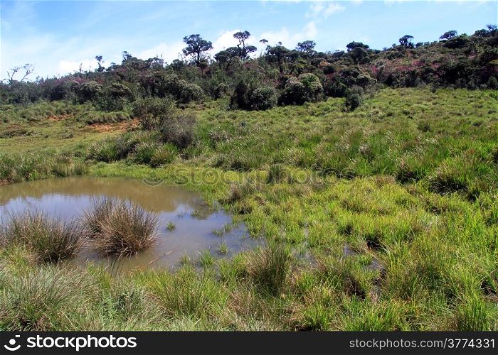 Swamp near lake in Horton plains nsational park, Sri Lanka